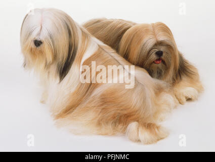 Deux vieux assis English Sheepdogs (Canis familiaris), high angle view Banque D'Images