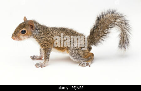 L'est accroupi écureuil gris (Sciurus carolinensis), side view Banque D'Images