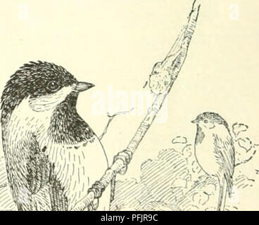 . Le danger de l'introduction d'animaux nuisibles et les oiseaux. Introduction des animaux ; Zoologie, économique. Fig. 5.-Kohlmeise (Pa. Le UtEAT KOHLMEISE, Mésange bicolore. » » Kohlmeise est je me trouve . 326. Ibis, 1880, p. 77. 78.. Veuillez noter que ces images sont extraites de la page numérisée des images qui peuvent avoir été retouchées numériquement pour plus de lisibilité - coloration et l'aspect de ces illustrations ne peut pas parfaitement ressembler à l'œuvre originale.. Palmer, T. S. (Theodore Sherman), 1868-1955. [Washington : U.S. Dept. of Agriculture Banque D'Images