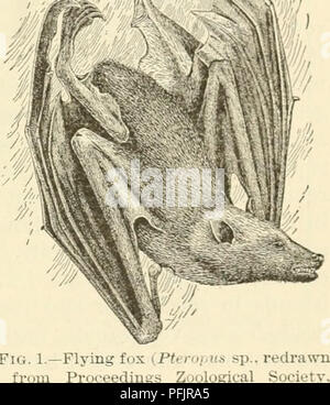 . Le danger de l'introduction d'animaux nuisibles et les oiseaux. Introduction des animaux ; Zoologie, économique. DANGEB D'INTRODUCTION D'ANIMAUX NUISIBLES ET LES OISEAUX. 97 et a été capturé et conservé comme un pel par l'un des passagers. Il a été rapidement tué par l'agent de quarantaine à San Francisco, et quatre autres, qui est arrivé en captivité deux mois plus tard de la Chine, sur le vapeur dt Eio Jam iro, a connu le même sort l'attention a été appelée sur le danger de la nouvelle loi, et l'un des règlements adoptés par l'état de l'horticulture au bhe année suivante pro- hibited l'importation de ces animaux en Californie Banque D'Images