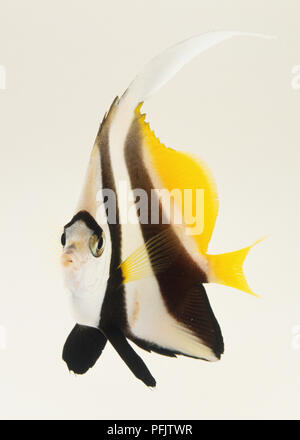 Pennant Coralfish (Heniochus acuminatus Coachman ou), side view Banque D'Images