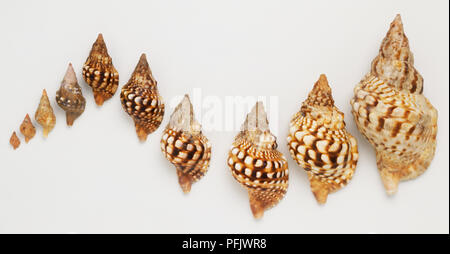 Forme de spirale de coquilles de mollusques classés par taille en une ligne sinueuse Banque D'Images