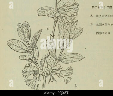 . Dai Nihon. jumokushi Arbres, arbustes. . Veuillez noter que ces images sont extraites de la page numérisée des images qui peuvent avoir été retouchées numériquement pour plus de lisibilité - coloration et l'aspect de ces illustrations ne peut pas parfaitement ressembler à l'œuvre originale.. Takenoshin Nakai, 1882- ; Koizumi, Gen ?ichi. D ?kyo ?  : Seibido ? Shoten Banque D'Images