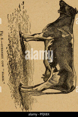 . Le producteur laitier d'entretien ; un traité sur les produits laitiers. La production laitière des vaches. J'OK LA LAITERIE. 43. Veuillez noter que ces images sont extraites de la page numérisée des images qui peuvent avoir été retouchées numériquement pour plus de lisibilité - coloration et l'aspect de ces illustrations ne peut pas parfaitement ressembler à l'œuvre originale.. Stewart, Henry. New York, Orange Judd Banque D'Images