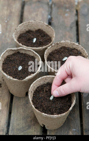 La plantation à la main les graines de tournesol en pots biodégradables remplis de compost, close-up Banque D'Images