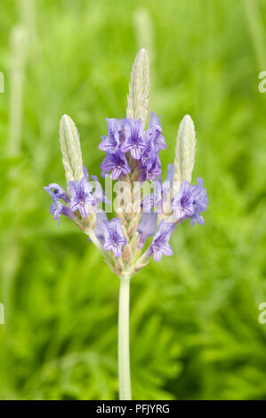 Lavandula pinnata (Fernleaf lavande), capitule, close-up Banque D'Images