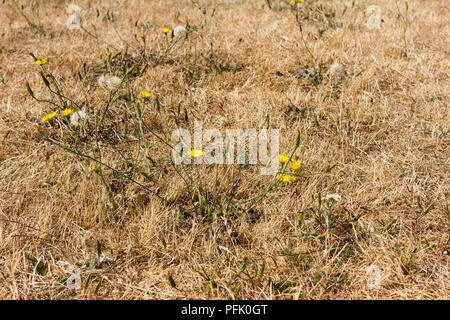 Le pissenlit se développant l'herbe desséchée pendant la canicule de 2018 au Royaume-Uni, Dorset, UK Banque D'Images