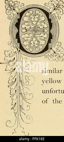 . Cyclopedia de la floriculture. La floriculture ; Fleur langue. (Srocus OCinUS. L'ordre naturel : Iridacciv â Famille. NE des premières fleurs qui accueillent l'oeil au début du printemps est cette habitante de l'Alpes enneigées, illuminant la terre avec ses fleurs gay souvent avant toute verdure est visible. La racine est renflée, et assez bon marché pour avoir en abondance.   Ils sont extrêmement intéressants pour la culture maison, planté â¢-^^dans certains de la jolie qui sont fabriqués pour les jacinthes et autres plantes. Les couleurs varj ? À travers les différentes nuances de pourpre, jaune et blanc. L'ancien Banque D'Images