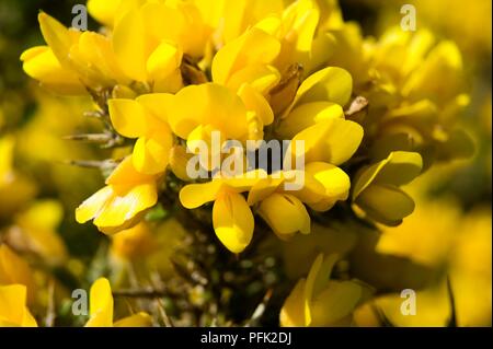Fleurs d'ajoncs, close-up Banque D'Images