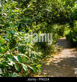 Chemin qui mène à travers la forêt, Turbary commun, Dorset, UK Banque D'Images