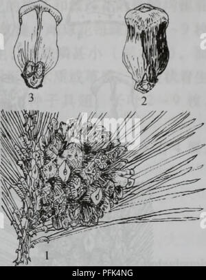 Cette image est tirée de *Da Bie Shan Zhi Wu Zhi*, un texte botanique chinois décrivant diverses espèces végétales de la région. Il comprend des descriptions détaillées de Pinus taiwanensis et d'autres espèces, mettant l'accent sur leurs habitudes de croissance et leur rôle écologique dans la région. Banque D'Images