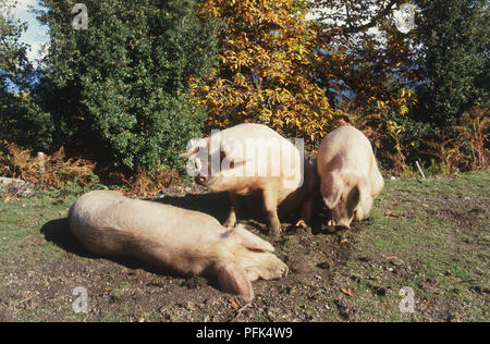 France, Corse, trois cochons, l'un couché sur le terrain Banque D'Images