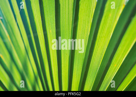 La lumière du soleil qui brillait à travers un palmier vert vif montrant la direction générale de l'ordre d'activité Banque D'Images