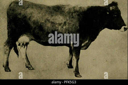 Cette illustration montre la variation de la production laitière des bovins Jersey enregistrés. La vache au sommet a consommé en moyenne 418 livres de gras au cours de ses trois premières années dans le lait, tandis que celle au-dessous a consommé en moyenne 109 livres, soulignant l'impact des traits héréditaires sur la production laitière. Les différences illustrent l'importance de la génétique dans l'élevage. Banque D'Images