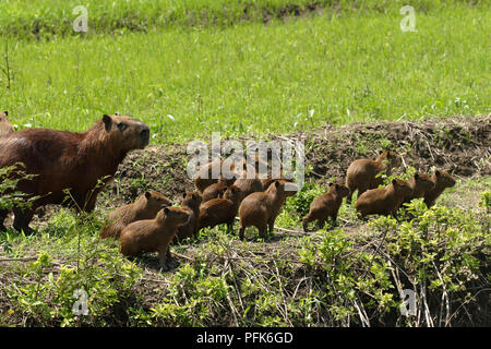 Brésil, Mato Grosso, Capybara (Hydrochoerus hydrochaeris), mère de litière de bébés animaux Banque D'Images