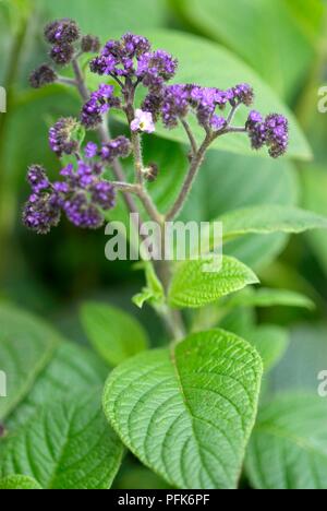 Eleutherodactylus, tiges de petites fleurs bleu-violet et vert feuilles, close-up Banque D'Images