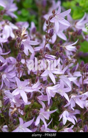 Bellflower Campanula poscharskyana (serbe), fleurs violettes Banque D'Images