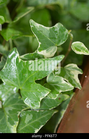 Les feuilles de 'Goldchild' Hedera helix (lierre), close-up Banque D'Images