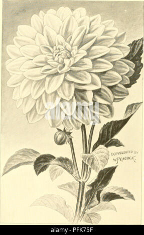 . Le Dahlia : a practical treatise sur ses habitudes, les caractéristiques, la culture et l'histoire. Dahlias ; Compositae. Nouveau Cactus Dahlia décoratif. Clifford W. Bruton.. Veuillez noter que ces images sont extraites de la page numérisée des images qui peuvent avoir été retouchées numériquement pour plus de lisibilité - coloration et l'aspect de ces illustrations ne peut pas parfaitement ressembler à l'œuvre originale.. Peacock, Lawrence Kramer, 1870-1936. Acto, N. J. : W. P. Peacock Banque D'Images