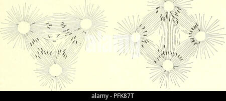 . La cytologie, avec une référence particulière à la noyau de métazoaires. Les cellules ; la cytologie. Fig. 74. Tetraster Triaster et figures mitotiques d'un oursin, Strongylocenlrottis lividus. (Après Baltzer, Verh. Phys. Med. Gesells, Wurzburg, OIG.) que deux spermatozoïdes entrer l'œuf au lieu d'un. En augmentant la concentration de spermatozoïdes, le pourcentage de ces dispermic (ou poly- spermic) les œufs peuvent être considérablement accru. Ainsi, dans deux expériences parallèles, les oeufs placés dans l'eau avec seulement quelques spermatozoïdes a donné lieu à une centaine d'monospermic normal et pas de di- ou polyspermic oeufs fécondés. D'autre part, p. ex. Banque D'Images