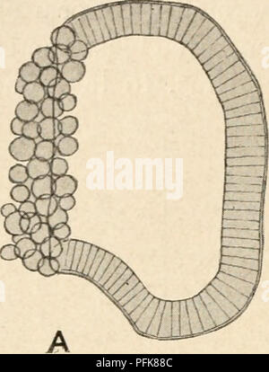 . La cytologie, avec une référence particulière à la noyau de métazoaires. Les cellules. i66 de la cytologie CHAP. fait que les trois premiers noyaux d'un triaster ont de bien meilleures chances de chaque l'obtention d'un représentant de tous les chromosomes de la série que d'avoir les quatre noyaux de l'tetraster.. Veuillez noter que ces images sont extraites de la page numérisée des images qui peuvent avoir été retouchées numériquement pour plus de lisibilité - coloration et l'aspect de ces illustrations ne peut pas parfaitement ressembler à l'œuvre originale.. Agar, Wilfred Eade, 1882-. Londres, Macmillan Banque D'Images