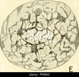 . La cytologie, avec une référence particulière à la noyau de métazoaires. Les cellules ; la cytologie. . Veuillez noter que ces images sont extraites de la page numérisée des images qui peuvent avoir été retouchées numériquement pour plus de lisibilité - coloration et l'aspect de ces illustrations ne peut pas parfaitement ressembler à l'œuvre originale.. Agar, Wilfred Eade, 1882-. Macmillan, Londres Banque D'Images