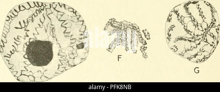 . La cytologie, avec une référence particulière à la noyau de métazoaires. Les cellules ; la cytologie. ^ Fig. 8. Racines de l'Allium cepa. (A, B, C, après Dehorne, A.Z., 1911 ; D, E, après Bonnevie, A.Z 1908 ; F. G, après Gr^goire, L.C., 1906.) A, D, F, télophase ; C, E, G, B, prophase ; noyau au repos. le long de la chromatine linin peu visible base du thread, et aussi par des anastomoses et des excroissances, qui sont généralement suffisants pour dissimuler entièrement dans le noyau au repos sa construction essentiels hors de compara- ment peu de longs fils. Les mêmes facteurs, agissant en earUer télophasiques encore à un stade de thread formatio Banque D'Images