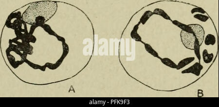 . La cytologie, avec une référence particulière à la noyau de métazoaires. Les cellules. Je la mitose 9 forment en fin de condensation du temps relativement court et épais les chromosomes des étapes ultérieures. Karyosomes, si présents, car ils sont composés de chromatine, disparaître, être utilisé avec le reste de la chromatine dans la formation des chromosomes. Si plasmosomes sont présents, ils dis- paraître avant ou après la disparition de la membrane nucléaire (voir ci-dessous), apparemment sans participer à la formation des chromosomes ou de jouer plus loin dans la vie-histoire du noyau. Pendant un certain temps après Banque D'Images