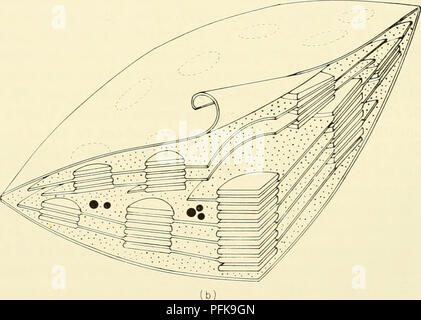 . La cytologie. La cytologie. Figure 3-16. (A) Schéma de la structure de la plante submicroscopiques chloroplaste comme vu en coupe, (b) Schéma de la structure tridimensionnelle du chloroplaste dans la plante supérieure. (Fig. (A) de von Wettstein. D.. 1959. '"Les changements développementaux dans les plastes chloro- et leur contrôle génétique." '"Affectation de la cytologie," D. Rudnick (éd.), Ronald Press, New York, N. Y., fig. 23, p. 129. Avec la permission du Dr D. von Wettstein, Forest Research Institute, Stockholm, Suède. Fig. (B), avec la permission du Dr D. von Wettstein.) Photosynthes Banque D'Images