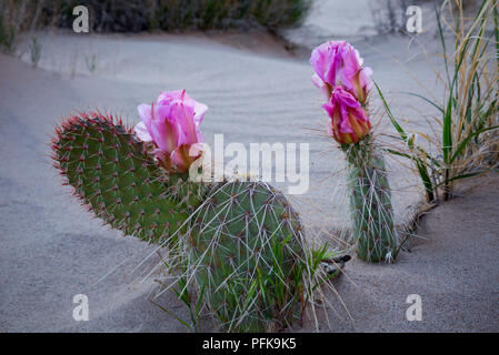 AZ00336-00...ARIZONA - cactus de castor dans la vallée de la rivière Paria près de Lee's Ferry dans le Glen Canyon National Recreation Area. Banque D'Images