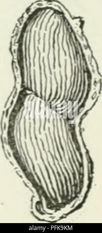 . Cyclopedia de cultures agricoles : une étude des cultures populaires et des méthodes de récolte aux États-Unis et au Canada. Agriculture -- Canada, Agriculture -- United States ; produits de la ferme -- Canada ; produits de la ferme -- United States. Arachide 516 PEAXUT sufrgested d'autres engrais qui sont pour les écrous sont pois- phosphate acide de 80 livres, le tourteau, kainit 300 livres 240 livres. Un autre pour- mula recommandée est de 100 livres, phosphate acide de sang séché 1S5 Livres, chlorure de potassium G5 livres. Depuis l'arachide est une légumineuse, dessin son azote en grande partie de l'atmosphère du sol, l'engrais utilisé n'a pas besoin d'être Banque D'Images
