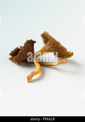 Deux chanterelles Banque D'Images