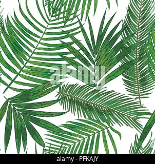 Profil de transparente vecteur feuilles de palmier tropical. contexte d'arec, sagou, vert feuillage howea sur un blanc isolé Illustration de Vecteur