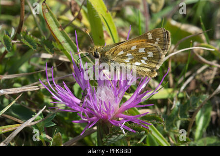 Silver-spotted skipper (Hesperia comma) papillon sur un chardon nain de nectar Banque D'Images