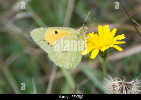 Papillon jaune assombrie (Colias croceus nectar sur hawkbit) jaune de fleurs sauvages dans le Hampshire, au Royaume-Uni Banque D'Images