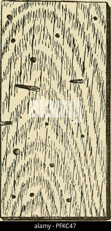 . Cyclopedia de cultures agricoles. Produits agricoles ; l'Agriculture. 344 Les forêts Les forêts brûler. [Pour de plus amples informations, voir Annuaire, United States Department of Agriculture, 19Q8, pp. 314-317.] l'agrile du criquet pèlerin (Cyllene robinim, fig. 489) est de couleur blanchâtre, allongées, grub à tête ronde, qui sort de l'oeuf déposé par une jaune et noir à rayures de longicorne asiatique, trouvés sur les arbres, sur les fleurs de verge d'août à octobre. Les œufs sont déposés en août et septembre dans l'écorce externe sur les troncs et les branches, et le jeune larvte passent l'hiver en hibernation entre cellules minute Banque D'Images