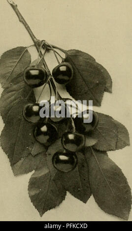 Cette cyclopédie détaille la culture d'espèces fruitières robustes, y compris des variétés comme la cerise de Montmorency. Il couvre les techniques de culture et les caractéristiques des espèces importantes pour la culture fruitière dans divers climats. Banque D'Images