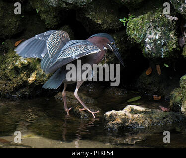 Oiseau Heron vert close-up Vue de profil perché sur un rocher avec sa propagation ailes avec un rocher et moss contexte dans son environnement. Banque D'Images