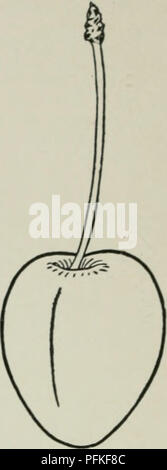 Ce volume de la *Cyclopédie des fruits Hardy* couvre une variété de fruits couramment cultivés en Amérique du Nord, y compris la cerise aigre tardive *English Morello*, connue pour ses usages culinaires et sa couleur vibrante après cuisson. Banque D'Images