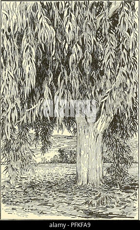 . Cyclopedia of American horticulture, comprenant des suggestions pour la culture de plantes horticoles, les descriptions des espèces de fruits, légumes, fleurs et plantes ornementales vendues aux États-Unis et au Canada, ainsi que des notes biographiques et géographiques. Le jardinage. - L'ARBRE 1847 Melia Azedarach var., timhracaliformU, est trouvé uu- satisfaisante dans le voisinage immédiat de la côte, comme un trottoir tree il est extrêmement désordonné quand perdre ses feuilles, et est également l'objet de beaucoup d'insectes. Melanoxt Acacia/lon est généralement exclue du bénéfice de la courroie Citrous, en tant qu'éleveur Banque D'Images