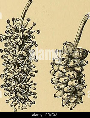 . Cyclopedia of American horticulture, comprenant des suggestions pour la culture de plantes horticoles, les descriptions des espèces de fruits, légumes, fleurs et plantes ornementales vendues aux États-Unis et au Canada, ainsi que des notes biographiques et géographiques. Le jardinage. 42D. Moringa oleifera à propos de grandeur nature. 1421. Oleiferaâ Moringa le cheval-radis arbre. (XM.) des staminodes, les anthères attachés à l'arrière, et l-lo- culed : Fr. Une longue, 4-9-coudée, 1 gousse biloculaire à 3 valves, les grains immergés dans le contenu des soupapes. oleifera, Lam. Pterygosphmia Gfertn (M.,.). Banque D'Images