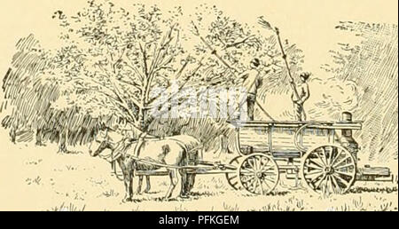 La *Cyclopedia of American Horticulture* fournit des conseils complets sur la culture d'une grande variété de plantes, y compris les fruits, les légumes, les fleurs et les espèces ornementales. Il offre des descriptions, des conseils de culture et la répartition géographique des plantes, ce qui en fait une référence précieuse pour les jardiniers et les horticulteurs en Amérique du Nord. Banque D'Images