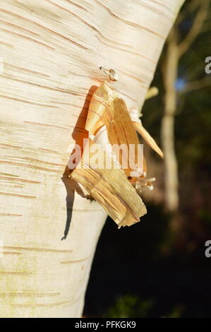 Le Betula utilis jacquemontii Jermyns var Banque D'Images