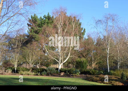 Le Betula utilis jacquemontii Jermyns var Banque D'Images