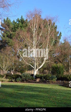 Le Betula utilis jacquemontii Jermyns var Banque D'Images