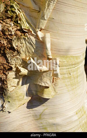 Le Betula utilis jacquemontii Jermyns var Banque D'Images