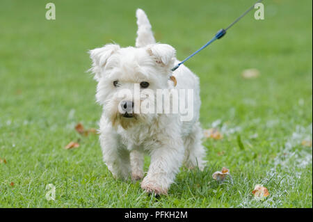 West Highland Terrier chien sur le plomb, marcher dans l'herbe, vue avant Banque D'Images