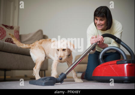 L'introduction de femme de chiot bâtard bruyant aspirateur pour la première fois Banque D'Images