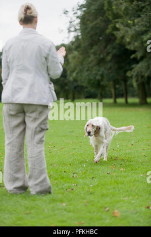 Femme à l'aide de la commande du signal d'arrêt à la main English Setter à marcher en direction de son Banque D'Images