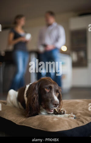 Springer Spaniel couché sur l'os à mâcher coussin Banque D'Images